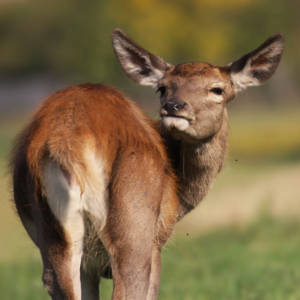 Stravenka pro jelena evropského