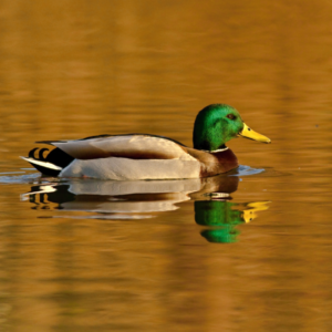 Stravenka pro kachnu divokou