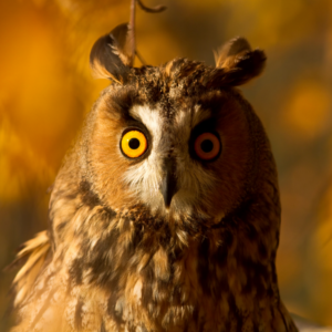 Stravenka pro kalouse ušatého