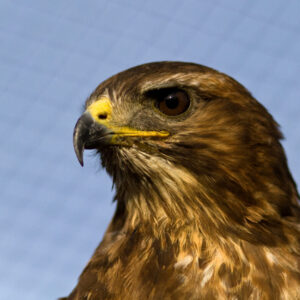 Stravenka pro káně lesní