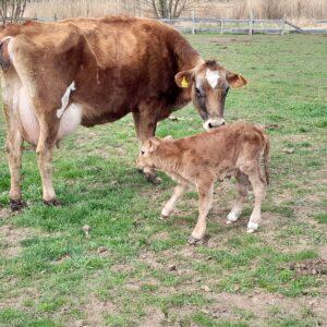 Stravenka pro krávu