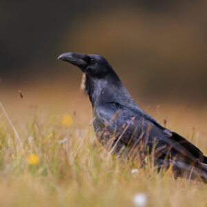 Stravenka pro krkavce velkého