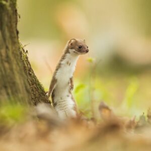 Stravenka pro lasici kolčavu