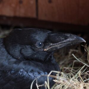 Stravenka pro krkavce velkého