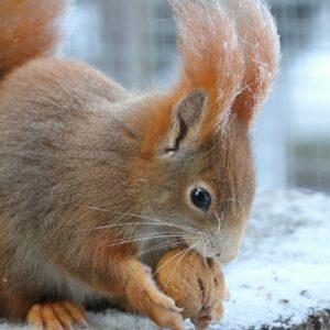 Stravenka pro veverku obecnou