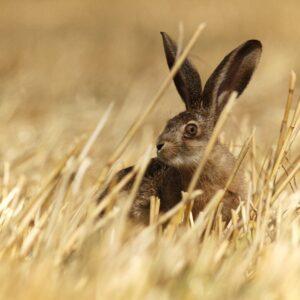 Stravenka pro zajíce polního