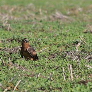 Stravenka pro motáka lužního