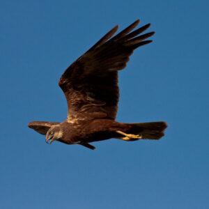 Stravenka pro motáka pochopa