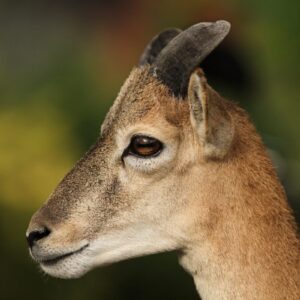 Stravenka pro muflona