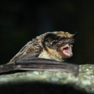 Stravenka pro netopýra pestrého