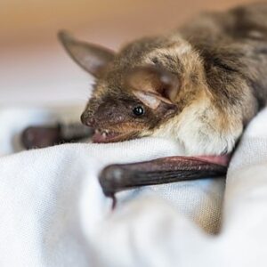 Stravenka pro netopýra velkého