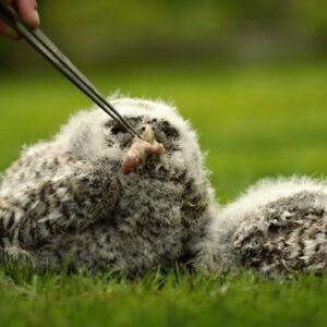 Stravenka pro puštíka obecného