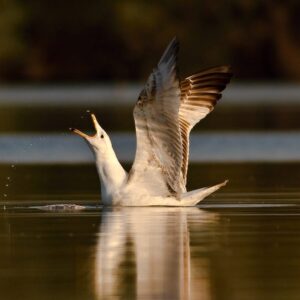 Stravenka pro racka bělohlavého