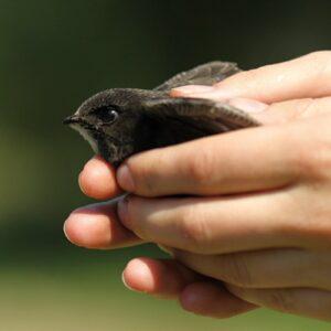 Stravenka pro rorýse obecného