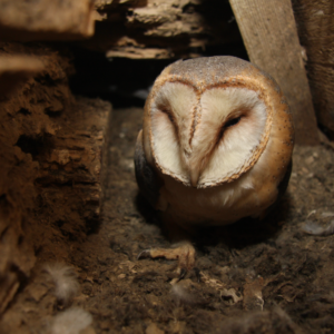 Stravenka pro sovu pálenou