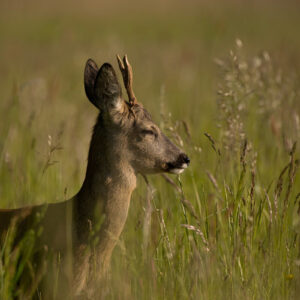 Stravenka pro srnce obecného