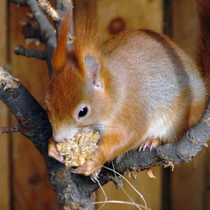 Stravenka pro veverku obecnou