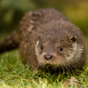 Stravenka pro vydru říční