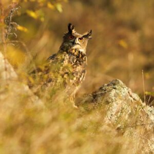 Stravenka pro výra velkého